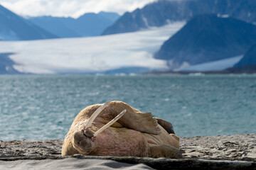 Fototapeta na wymiar walrus on the beach, wildlife, wild animal