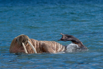 walrus on the beach, wildlife, wild animal