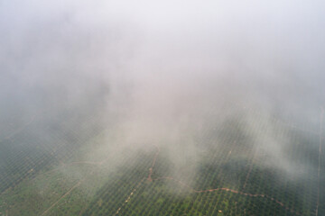 Aerial view of Palm Oil Field covered with clouds
