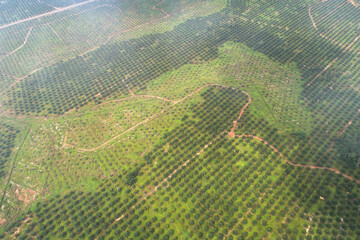 Aerial view of Palm Oil Plantation Field