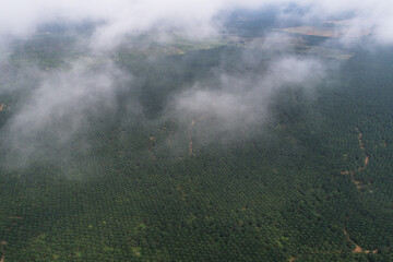 Palm Oil Plantation in Pahang, Malaysia