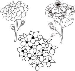 Stylized dahlia and hydrangea flowers. Vector, doodle style.Black and white