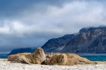 Printed roller blinds Walrus walrus on the beach, wildlife, wild animal
