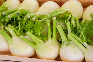 Bulbs of fresh organic fennel close-up.