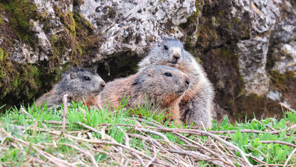 marmot family