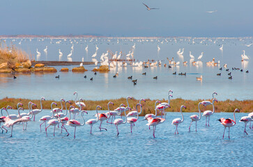 Fototapeta na wymiar Bird paradise, Akyatan Lagoon - Adana, Turkey