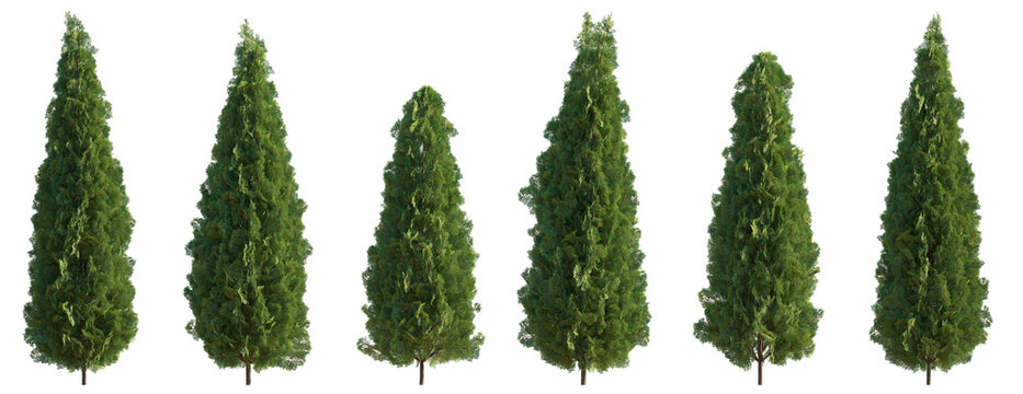 Set of 6 Thuja occidentalis Smaragd evergreen emerald green American Arbovitae bush shrub isolated png on a transparent background perfectly cutout
