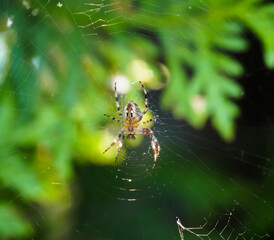 spider on the web