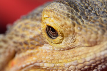 Bearded Dragon Close Up