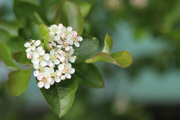 Blühender Strauch, makro