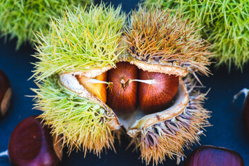 Split open chestnut hull with chestnuts inside