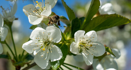A bee flies over the blossoms of a cherry tree on a sunny spring day against a blue sky