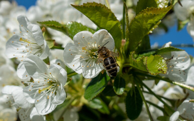 A bee flies over the blossoms of a cherry tree on a sunny spring day against a blue sky