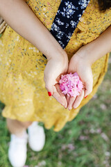 The girl's hands are holding  blossoming branch with loose delicate pink flowers. Concept spring summer nature flowers