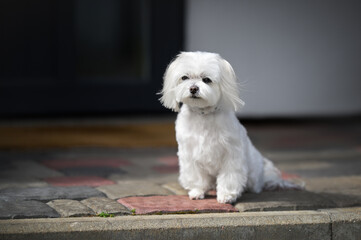 maltese dog sitting outdoors