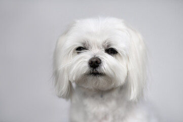 close up portrait of a maltese dog on grey background in natural light