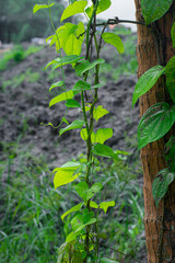 The betel, Piper betle, is a species of flowering plant in the pepper family Piperaceae, native to Southeast Asia.