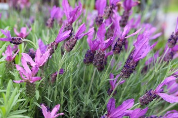 Lavandula Stoechas. purple flowers of Lavandula Stoechas Anouk. French Lavender or Butterfly...