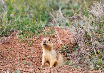 Gopher peeking out of his mink in the Astrakhan steppe. Closeup