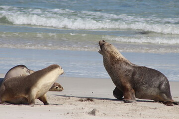 Sea lions kangaroo island