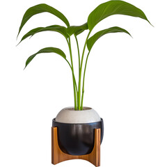 modern house plant with white black wood pot on a transparent background, Generative Ai