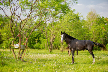 A beautiful brown mare grazes in a lush green meadow, surrounded by trees and the rolling hills of her home.