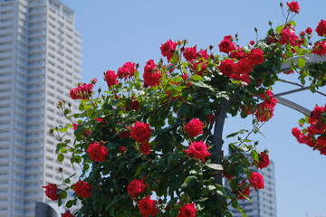 アンクルウォルターのアーチ