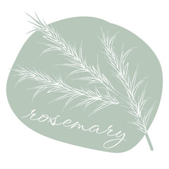 rosemary herb illustration, green background