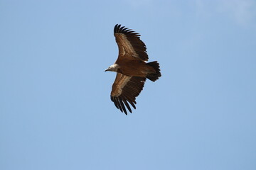 griffon vulture flying on blue sky 