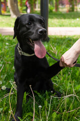 a dog gives a paw to a woman during a walk in the park