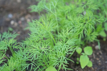 Dill green plants growing on a garden bed