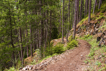 A downhill track in the coniferous forest. Pirin mountains near Bansko ski resort, Bulgaria.