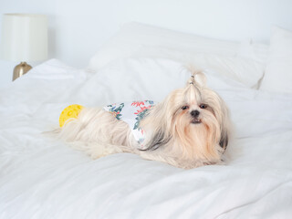 Cute furry Shih Tzu dog lying on the bed in the bedroom