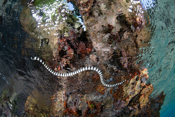 A Banded sea krait, Laticauda colubrina, swims in Raja Ampat, Indonesia. This highly venomous reptile is relatively docile and is common throughout the tropical western Pacific region.