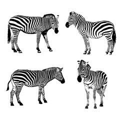 set zebra silhouette vector
