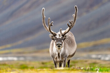 svalbard reindeer in tundra, shy animal