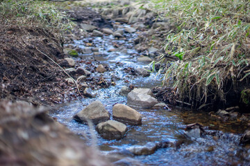 森を流れる小川