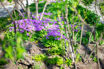 庭にさく紫の花