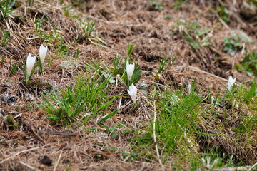 durchbrechende Krokusse