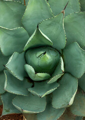 close up of a cactus