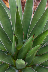 aloe vera plant