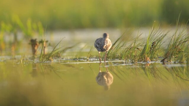Spotted redshank in the water