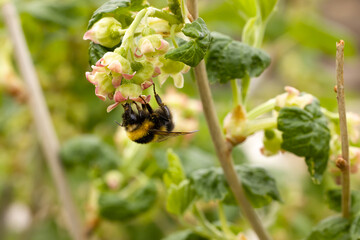 a large bumblebee hanging on a white and rose flower