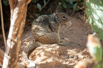 squirrel in the tree