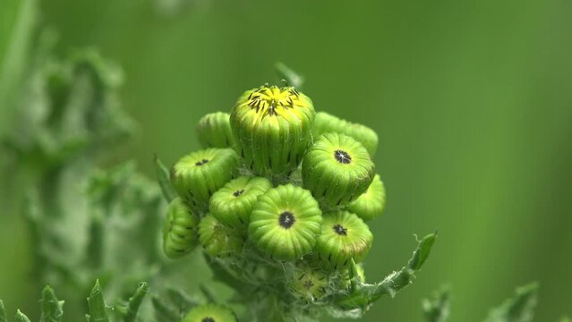 Green buds of an unopened flower swaying in the summer wind
