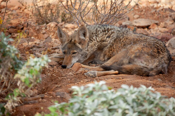 Sleepy coyote