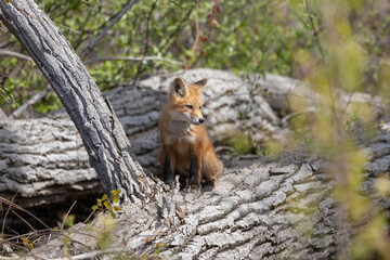 Young fox kits, less than four weeks old, explore surroundings while parents are nearby.