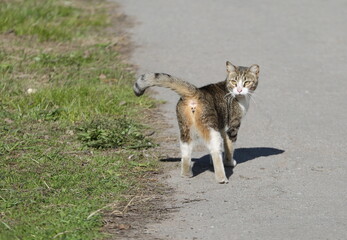 With his tail up, a gray yellow-eyed cat stands on the asphalt near the lawn