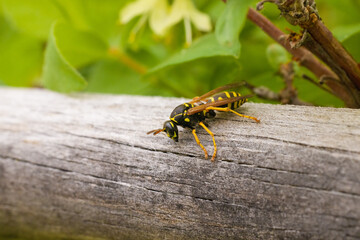a wasp sitting on a grey wooden stick on green leaves  background