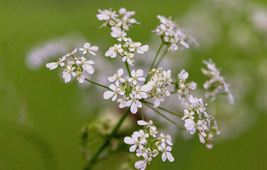 Wildblume